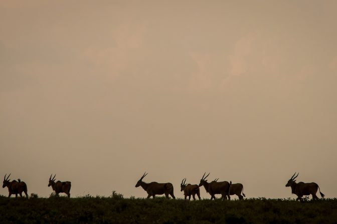 Under the Acacia: Tales from the Wild